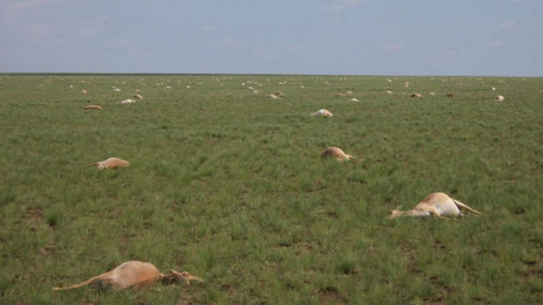 Καζακστάν: Μυστηριώδης θάνατος δεκάδων χιλιάδων αντιλοπών