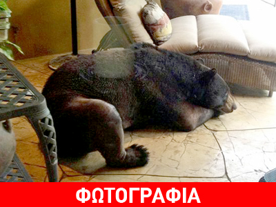 Ροχάλιζε σαν αρκούδα γιατί… ήταν αρκούδα!