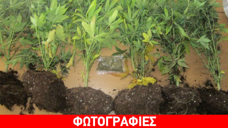 Φθιώτιδα: Χειροπέδες σε… high-tech χασισοκαλλιεργητή