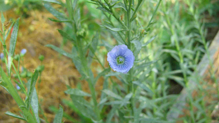 Κρήτη: Καλλιεργούν λινάρι έπειτα από 100 χρόνια