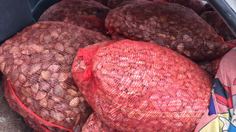 Ξάνθη: Κατασχέθηκαν 730 κιλά όστρακα