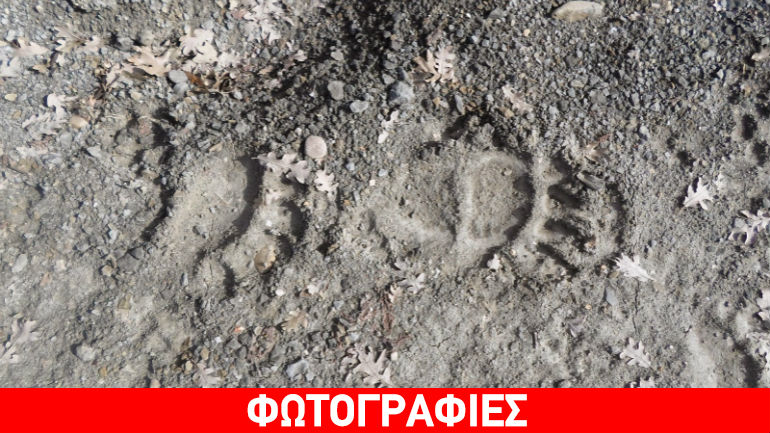 Καστοριά: Χειμερία νάρκη τέλος για τις αρκούδες