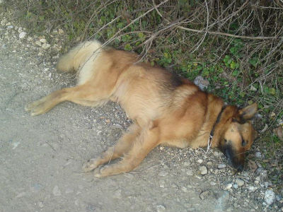 Λέσβος: Δηλητηρίασε τον σκύλο ηλικιωμένης