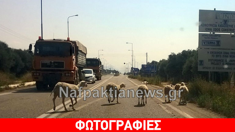 Αντίρριο: Το πρόβατα… βόσκουν στην Εθνική Οδό