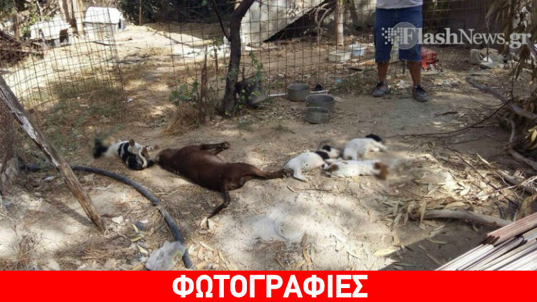 Ηράκλειο: Δηλητηρίασαν 15 σκύλους