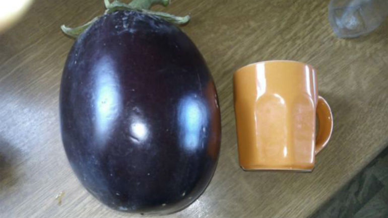 Μεσσηνία: Μελιτζάνα-γίγας 1.200 γραμμαρίων