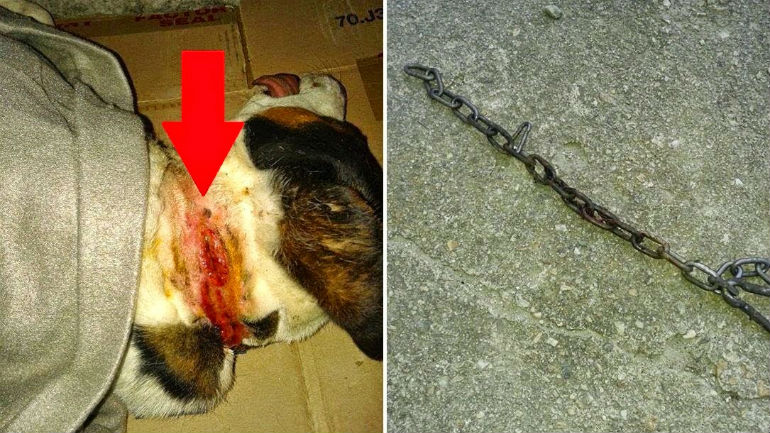 Φλώρινα: Έσωσαν σκύλο από τα δεσμά του