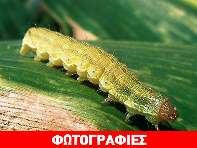 Τρίκαλα: Πράσινα σκουλήκια «χτύπησαν» το βαμβάκι