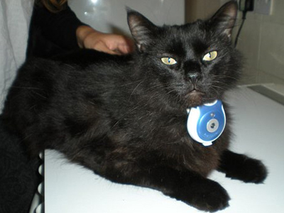 «Big Brother» για κατοικίδια