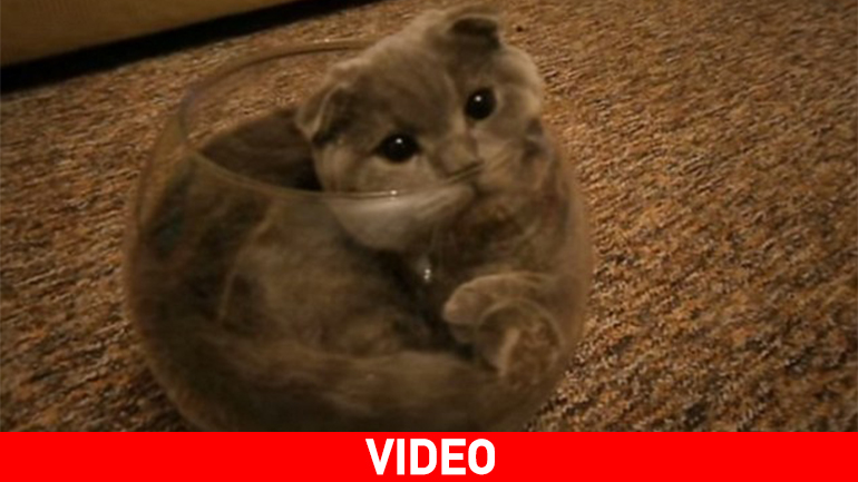 Γάτα κρύβεται σε… γυάλα