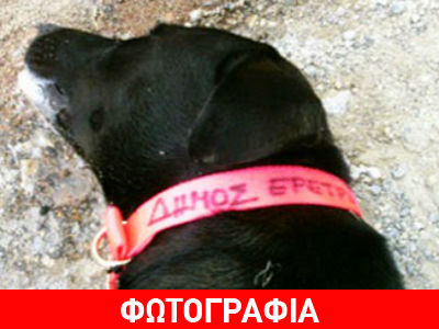 Δηλητηρίασαν σκύλο στην Ερέτρια
