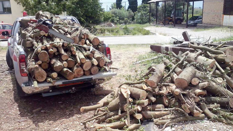 Πύργος: Λαθροϋλοτόμοι… παντός καιρού πλήττουν τα δάση