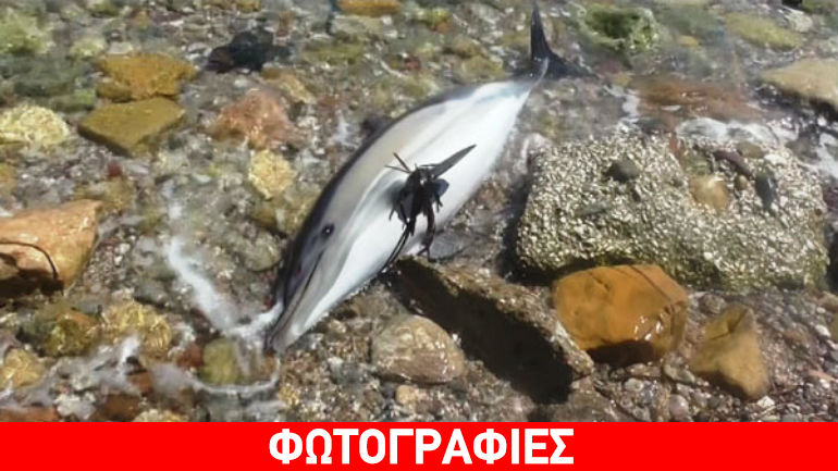 Χίος: Νεαρό δελφίνι βρέθηκε νεκρό