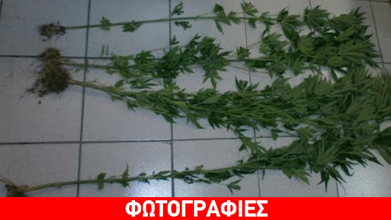 Πιερία: Θεριακλής 60χρονος καλλιεργούσε δεντράκια που έφταναν το 1,5 μέτρο