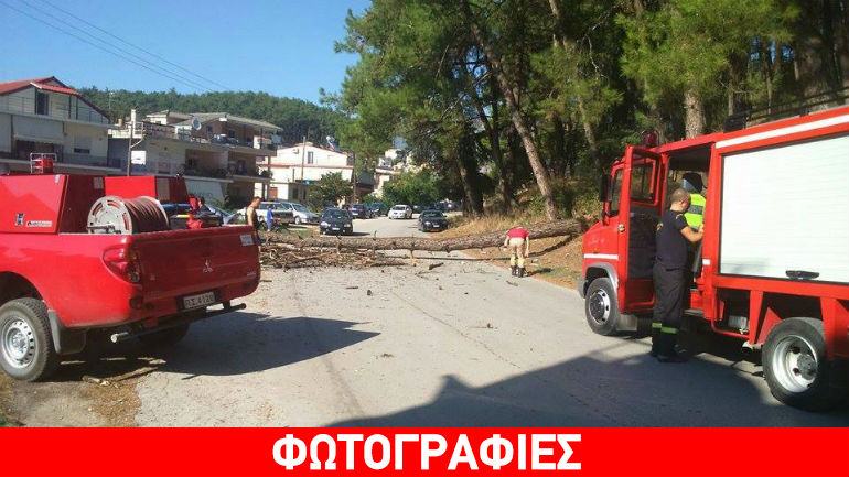 Ιωάννινα: Δέντρο καταπλάκωσε αυτοκίνητο