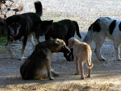 Έριξαν φόλες σε αυλή σχολείου!