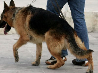 Πρέβεζα: Ο σκύλος βρήκε τα ναρκωτικά