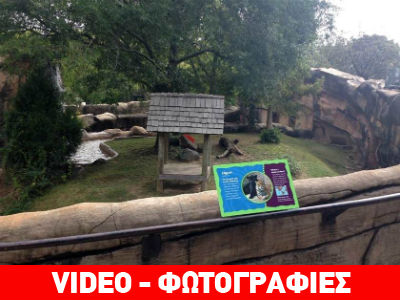 Ιαγουάροι σχεδόν κατασπάραξαν 3χρονο αγοράκι