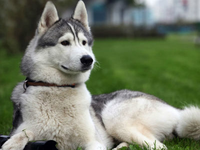 Ρόδος: Νεκρό χάσκι από φόλες