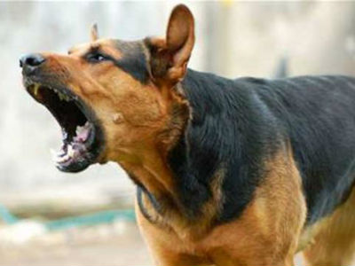 Μεσσηνία: Ο σκύλος την έστειλε στο Κέντρο Υγείας