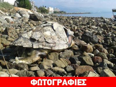 Νεκρή χελώνα στην Αγία Μαρίνα