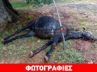 Απίστευτο: Αυτοκίνητο συγκρούστηκε με άλογο!