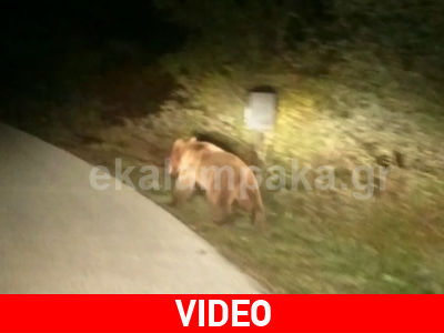 Απρόσμενη συνάντηση οδηγού με αρκουδάκι