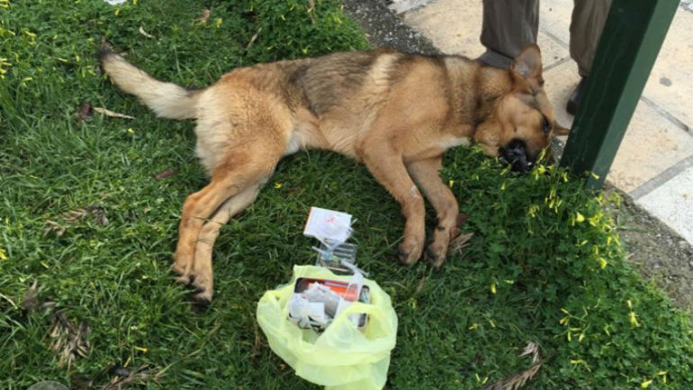 Χανιά: Βαρβαρότητα σε βάρος αδέσποτων