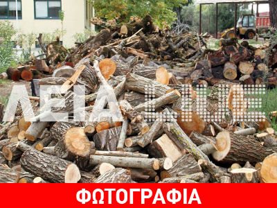 Στο στόχαστρο λαθροϋλοτόμων το μεγαλύτερο δρυοδάσος των Βαλκανίων