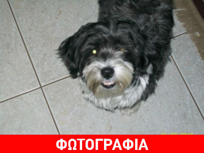 Λαμία: Βρέθηκε το σκυλάκι της φωτογραφίας