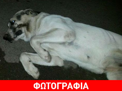 Καλάβρυτα: Πυροβόλησαν σκύλο στο στόμα