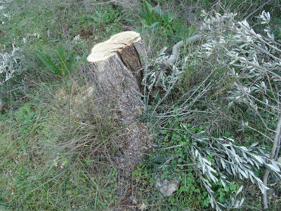 Ηλεία: Του έκοψαν τις ελιές για καυσόξυλα