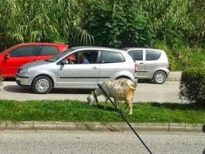 Ιωάννινα: Βγήκαν τα γίδια… στη λεωφόρο