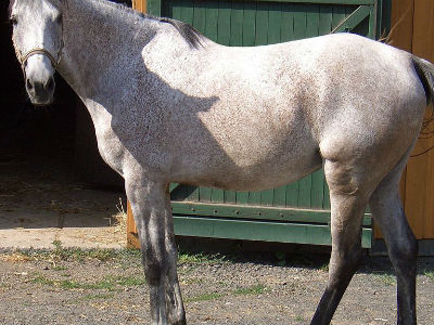 Άλογο τραυμάτισε σοβαρά 2χρονο κοριτσάκι