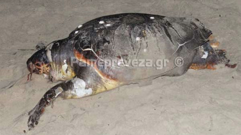 Πρέβεζα: Τρεις θαλάσσιες χελώνες βρέθηκαν νεκρές