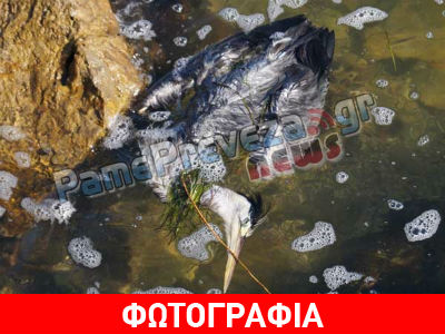 Νεκρός ερωδιός στη θάλασσα στην Πρέβεζα