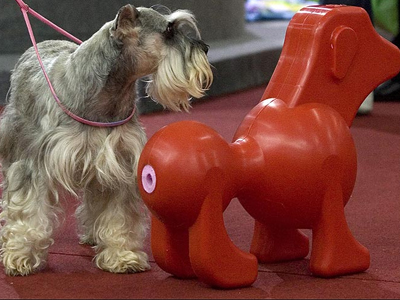 Σεξουαλικό βοήθημα για… σκύλους