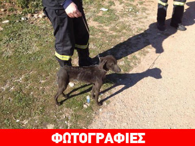 Αίγιο: Έδεσε και πέταξε σκύλο σε φρεάτιο