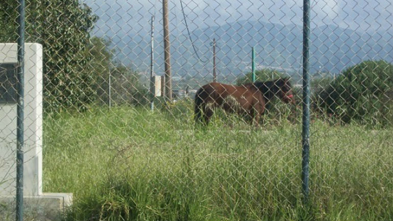 Μετέτρεψε το γήπεδο… σε βοσκοτόπι