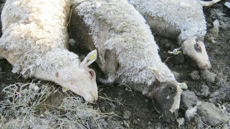 Ηλεία: Ζώο – μυστήριο αποδεκατίζει τα κοπάδια