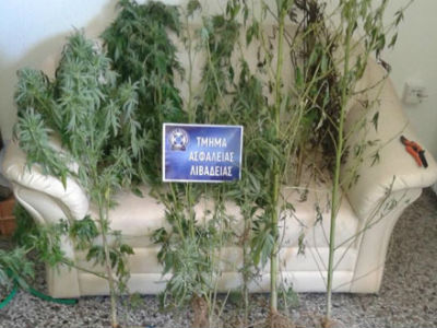 Τον έπιασαν ενώ περιποιούταν τα… δέντρα του