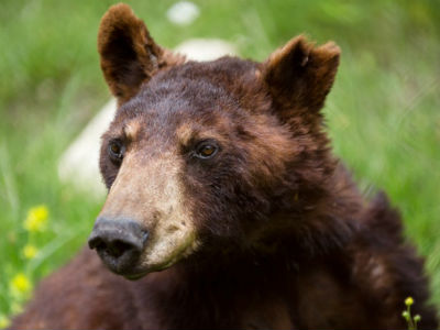 «Έφυγε» ο γηραιότερος αρκούδος του «Αρκτούρου»