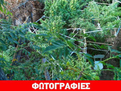 Καλλιεργούσε 50 δενδρύλλια κάνναβης δίπλα στο σπίτι του