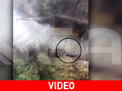 Σήφης… is back