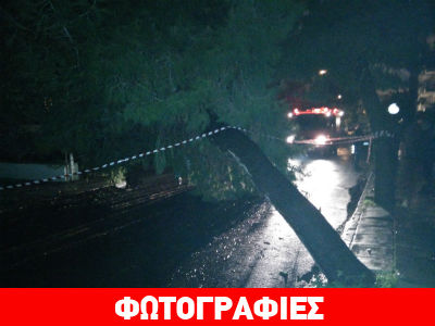Δέντρο κατέληξε στη μέση του δρόμου