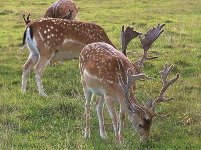 Ρόδος: Εντοπίστηκε θανάσιμα τραυματισμένο ελάφι