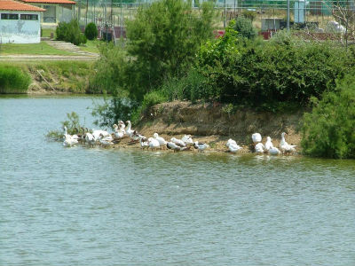 Έβαλε σε σακούλα τρία κουτάβια και τα πέταξε στη λίμνη