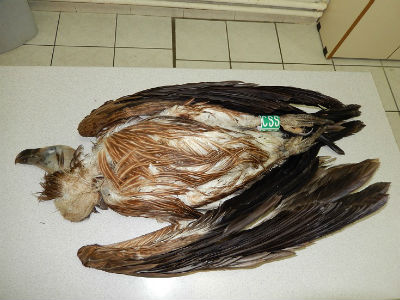 Ιωάννινα: Λαθροθήρες σκότωσαν προστατευόμενο γύπα