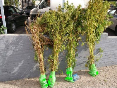 Βρήκαν τη χασισοφυτεία, ψάχνουν τον καλλιεργητή