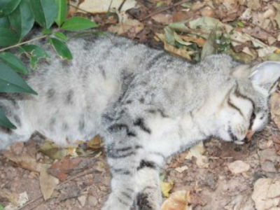 Αστυνομικοί έσωσαν δηλητηριασμένη γάτα